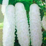 White Cucumber Seeds