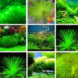 Aquarium Plant Seed Mixed Water Grasses Random (Color: Mix)
