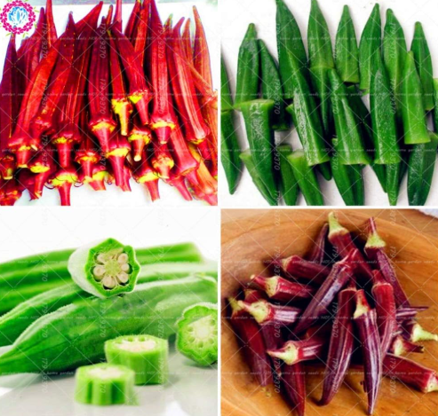 Okra Seeds, Edible Organic Non GMO Fruit Vegetable