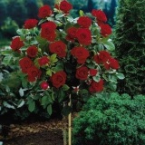 Rare Flower Rose Tree Seeds DIY Home Garden Potted Balcony & Yard Flowers