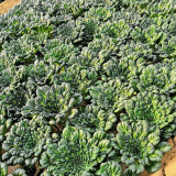 Wutacai, Black Cabbage Seeds