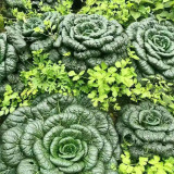 Wutacai, Black Cabbage Seeds