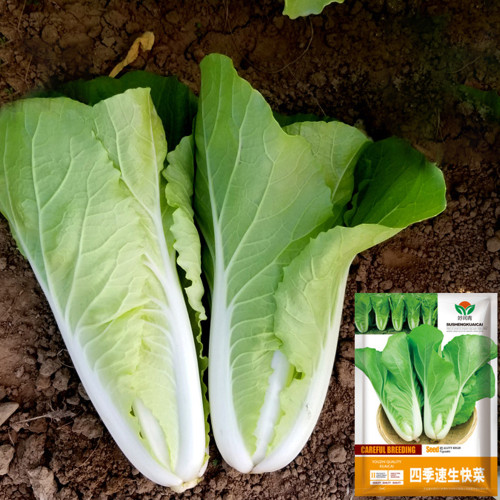 All-season Fast-growing Bok Choy Seeds