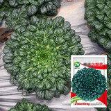 Wutacai, Black Cabbage Seeds