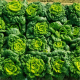 Yellow-heart Wutacai Seeds