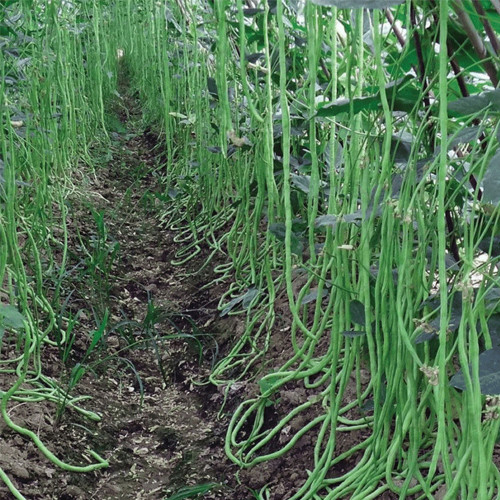 Ganzhimei Yardlong Bean Seeds