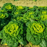 Yellow-heart Wutacai Seeds