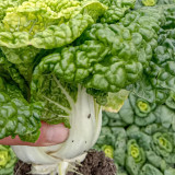 Yellow-heart Wutacai Seeds