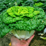 Yellow-heart Wutacai Seeds