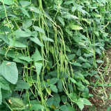 Continuously Harvestable Yardlong Bean Seeds