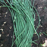 Continuously Harvestable Yardlong Bean Seeds