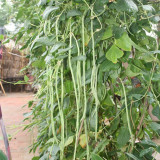 Continuously Harvestable Yardlong Bean Seeds