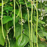 No Trellis Required Yardlong Bean Seeds