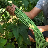 Continuously Harvestable Yardlong Bean Seeds