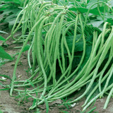 No Trellis Required Yardlong Bean Seeds
