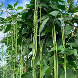 Continuously Harvestable Yardlong Bean Seeds