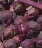 Brussels Sprouts Rosella Seeds