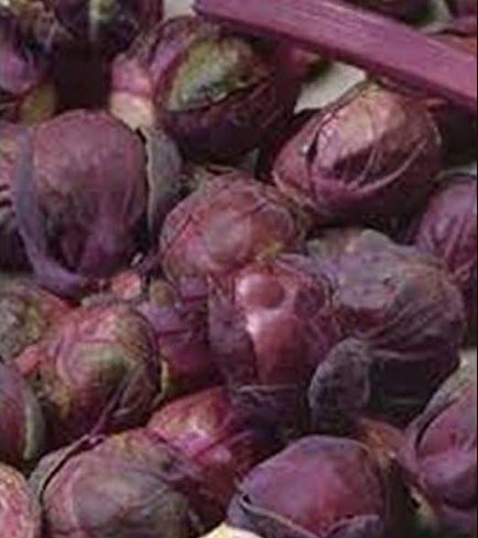 Brussels Sprouts Rosella Seeds