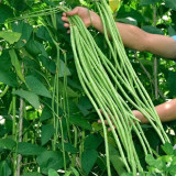 Continuously Harvestable Yardlong Bean Seeds
