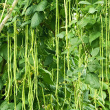 Small Five-leaf Yardlong Bean Seeds