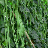 Small Five-leaf Yardlong Bean Seeds