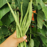 Stringless Snap Bean Seeds
