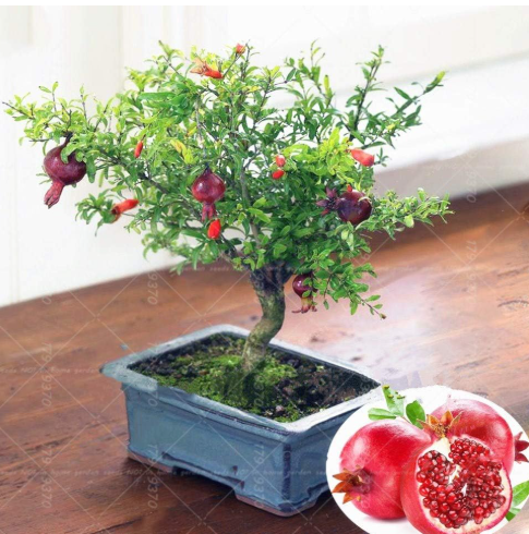 Tunisian pomegranate plants Seed pomegranate tree Seeds