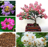 Lagerstroemia Indica Seed Perennial Flower Seed Crape Myrtle Mixed