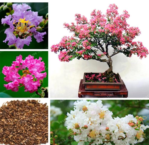 Lagerstroemia Indica Seed Perennial Flower Seed Crape Myrtle Mixed