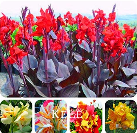 Beautiful Flower Small Canna Lily Seed, Garden Plant, Flower Plants