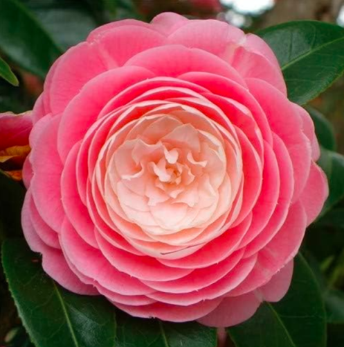 Common Camellia Flowers Perennial Indoor Or Outdoor Potted Plant Home Garden Camellia Japonica - (Color: 8)