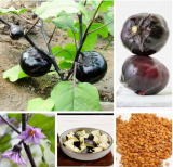 Purple Aubergine Seed Round Eggplant