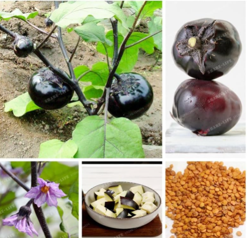 Purple Aubergine Seed Round Eggplant