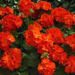 Geranium, Pelargonium, Zonal Geranium Seed Flower Home Garden