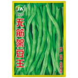 Stringless Snap Bean Seeds