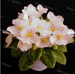 African Violet Flores Mixed Colors Flower Seed Saintpaulia Ionantha Garden Seed