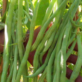 Stringless Snap Bean Seeds