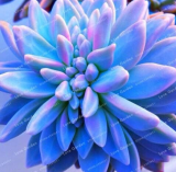 Blue Succulents Witchford Lithops Cactus Seed Beautiful Stone Flower