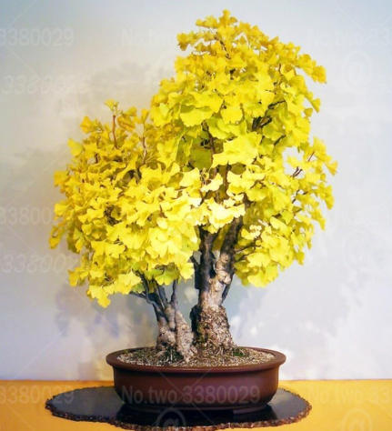 Dwarf Ginkgo Seed Miniature Ginkgo Plants