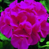 Geranium Seeds, Pelargonium, Zonal Geranium Seed Flower Home Garden