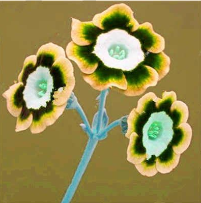 Europe Primrose Flowers Seed Primula Malacoides Mix Colors