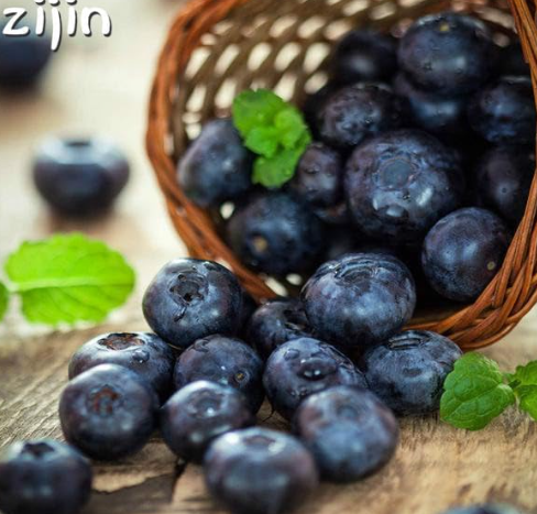 blueberry Edible Organic heirloom fruit dwarf Seed