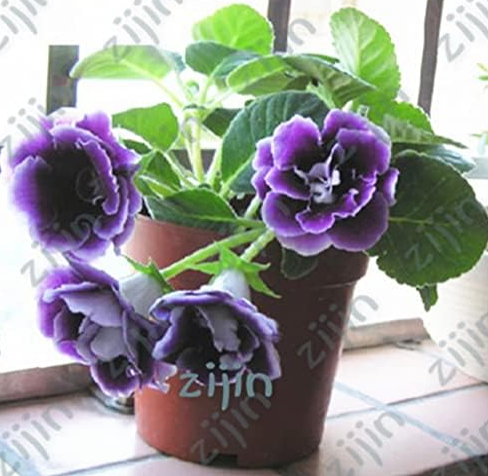 African Violet Plants Mixed Colors Flower Seed Saintpaulia Ionantha