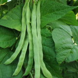 Green Dragon Snap Bean Seeds