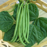 Pioneer Snap Bean Seeds