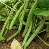 Pioneer Snap Bean Seeds