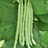 Red-flowered Snap Bean Seeds
