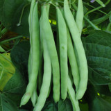 Red-flowered Snap Bean Seeds