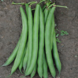 Pioneer Snap Bean Seeds