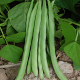 Red-flowered Snap Bean Seeds
